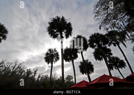 Sabal palms tower su Silver Springs Florida Foto Stock