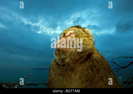 Barberia Ape (Macaca sylvanus), Rocca di Gibilterra, Regno Unito Foto Stock