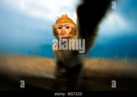 Baby monkey raggiungendo (Macaca sylvanus), Rocca di Gibilterra, Regno Unito Foto Stock