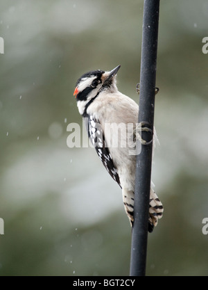 Un maschio di Picchio roverella (Picoides pubescens) in inverno Foto Stock