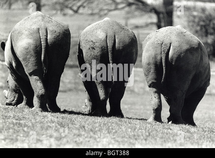Tre i rinoceronti browsing, visto da dietro. Foto Stock