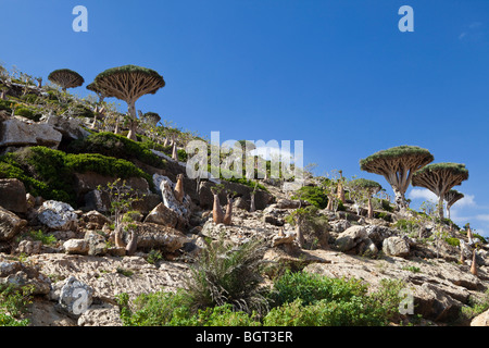 Botte e sangue di drago di alberi e Socotra Foto Stock