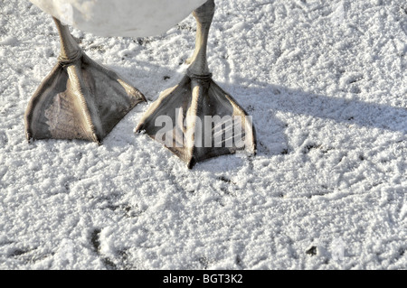 Un primo piano di una giovane cigni i piedi su una congelata e coperta di neve pond. Foto Stock