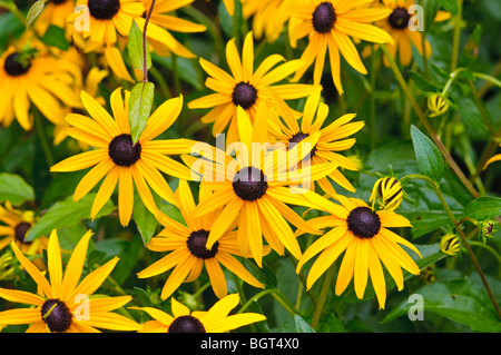 Black Eyed Susan, fiore dello Stato del Maryland USA Foto Stock