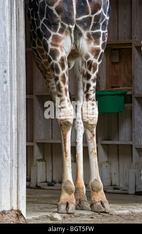 Gambe alte della giraffa nel fienile al Silver Springs Florida Foto Stock