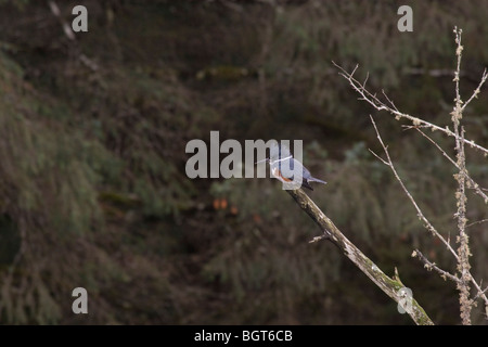 Belted kingfisher sat sul ramo la pesca Foto Stock