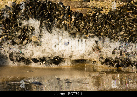 Piccole cozze attaccato ad un groyne con schiuma di mare su di essi in riva al mare a Mundesley, Norfolk, Inghilterra, Regno Unito Foto Stock