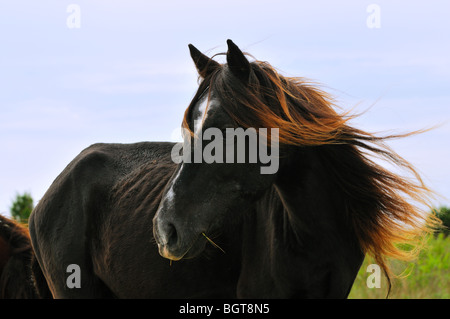 Un cavallo selvaggio sfiora appena fuori sulla spiaggia vicino a North Carolina Outer Banks. Foto Stock