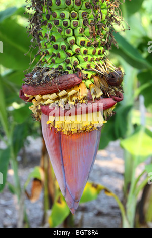 Banana Flower e banane inizio a bud Foto Stock