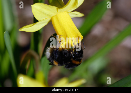 White-tailed Bumble Bee (Bombus lucorum) Foto Stock