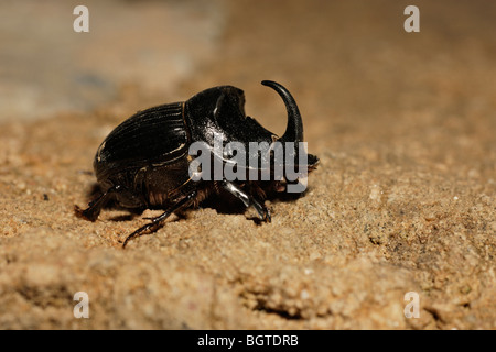 Cornuto Dung Beetle (Copris lunaris), Estremadura, Spagna Foto Stock