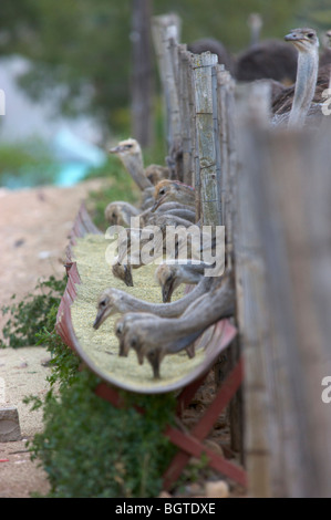 Comune (struzzo Struthio camelus) alimentazione dal trogolo, Oudtshoorn distretto, Western Cape , Sud Africa Foto Stock