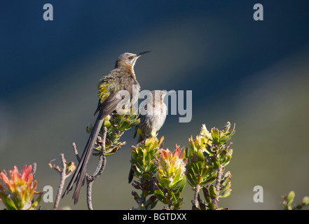Close up di Cape Sugarbird (Promerops cafer), udienza del Protea plant, Western Cape , Sud Africa Foto Stock