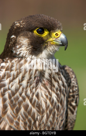 Ritratto di un adolescente Falco Pellegrino (Falco peregrinus), Western Cape , Sud Africa Foto Stock