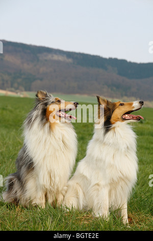 Due con i capelli lunghi Collie cani - seduta sul prato Foto Stock