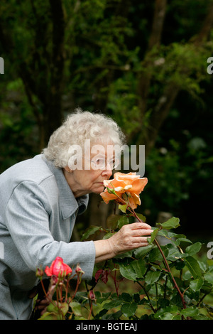 Ritirato donna annusando il profumo di una rosa tea Foto Stock