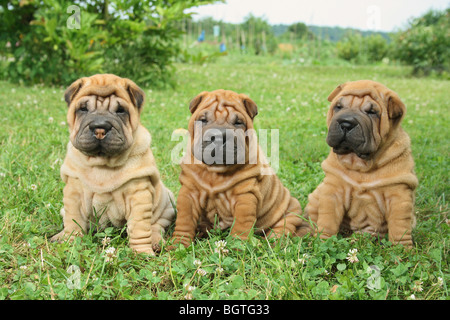 Shar Pei cane - tre cuccioli su prato Foto Stock