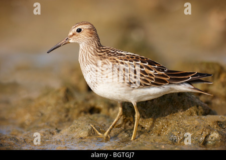 Pettorale Sandpiper Calidris melanotos, uccello giovanile alla ricerca di cibo, Staffordshire, UK Foto Stock