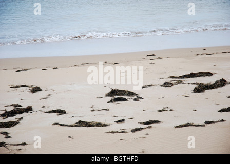 Le alghe lavato fino su una spiaggia Foto Stock