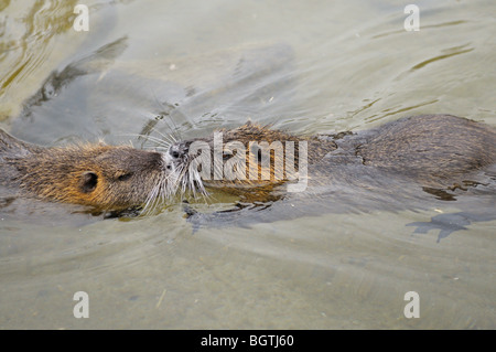 Due nutrias in acqua / Myocastor coypus Foto Stock