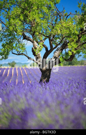 Campo di lavanda di Valensole, Provenza, FRANCIA Foto Stock