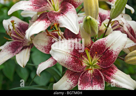 Primo piano delle gigli asiatiche fiori di fiore 'cappuccino' che crescono in un contenitore di pentola Foto Stock