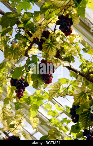 I grappoli di uve appendere dal vitigno in una serra. Foto Stock