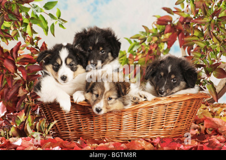 Sheltie dog - quattro cuccioli in un cestello Foto Stock