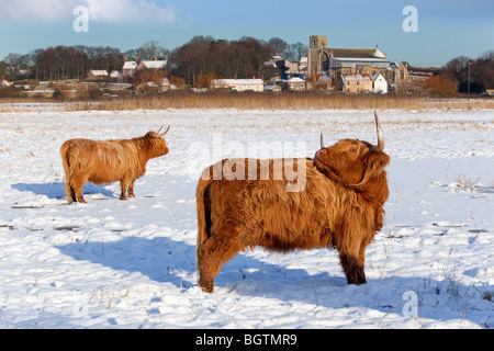 Highland bovini Bos taurus a prato pascolo a Cley Norfolk nella neve Foto Stock