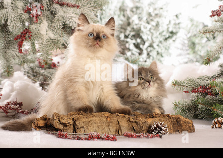 Neva Masquarade e un gatto Siberiano. Due gattini giacente nella neve Foto Stock