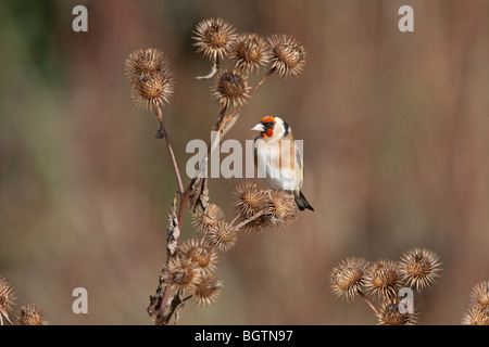 Cardellino Carduelis carduelis alimentazione su Bardana Foto Stock