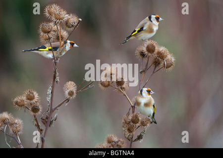 Cardellini Carduelis carduelis alimentazione su Bardana Foto Stock