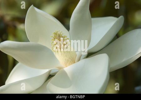 Magnolia grandiflora presso la Duke Gardens, Durham, North Carolina, STATI UNITI D'AMERICA Foto Stock