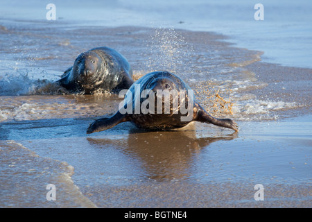 Guarnizione grigia Halichoerus grypus maschi combattimenti sulla North Norfolk Coastal Wildlife reserve Foto Stock