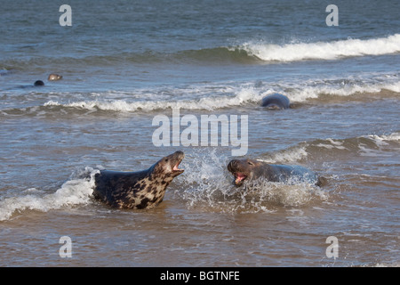 Guarnizione grigia Halichoerus grypus maschi combattimenti sulla North Norfolk Coastal Wildlife reserve Foto Stock