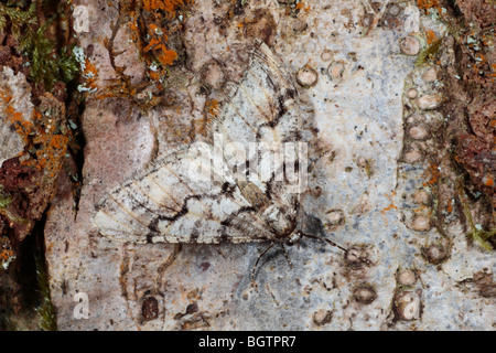 A molla maschio Usher tarma (Agriopis leucophaearia) appoggiato sulla corteccia di quercia. Powys, Galles. Foto Stock
