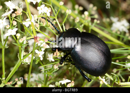 Sanguinosa naso-beetle (Timarcha tenebricosa). Su Heath Bedstraw, il foodplant degli adulti e delle larve. Powys, Galles. Foto Stock