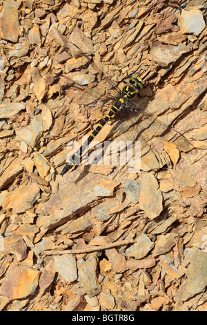 Golden-inanellati Dragonfly (Cordulegaster boltonii) crogiolarsi sul terreno pietroso. Powys, Wales, Regno Unito. Foto Stock