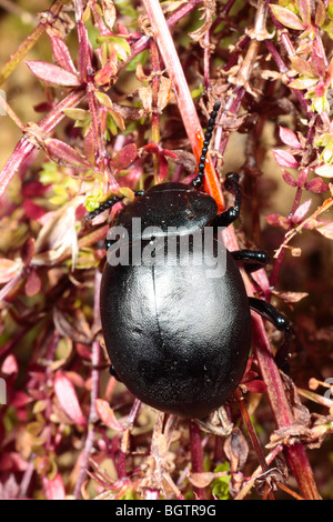 Sanguinosa naso-beetle (Timarcha tenebricosa). Su Heath Bedstraw, il foodplant degli adulti e delle larve. Powys, Galles. Foto Stock
