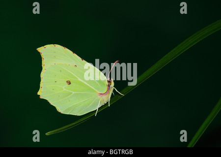 Brimstone Butterfly (Gonepteryx rhamni) in appoggio sulla lama di erba, Oxfordshire, Regno Unito. Foto Stock