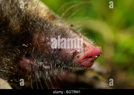 Unione Mole (Talpa europaea) close-up che mostra il dettaglio sul muso, Oxfordshire, Regno Unito. Foto Stock