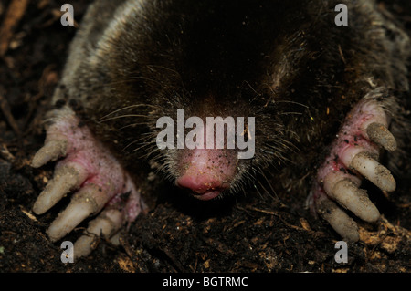 Unione Mole ( Talpa europaea) close-up, emergente dal tunnel sotterraneo, Oxfordshire, Regno Unito. Foto Stock