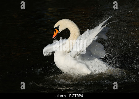 Cigno (Cygnus olor) bagni in acqua, Oxfordshire, Regno Unito. Foto Stock