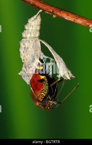 Farfalla pavone (Inachis io) emergenti dalla sua pupa, Oxfordshire, Regno Unito. Foto Stock