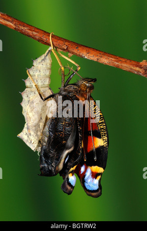 Farfalla pavone (Inachis io) appena emerso dal pupa, appeso a testa in giù, di essiccazione e di espandere le ali, Oxfordshire, Regno Unito. Foto Stock