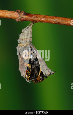 Farfalla pavone (Inachis io) appena cominciando a emergere dalla sua pupa, Oxfordshire, Regno Unito. Foto Stock