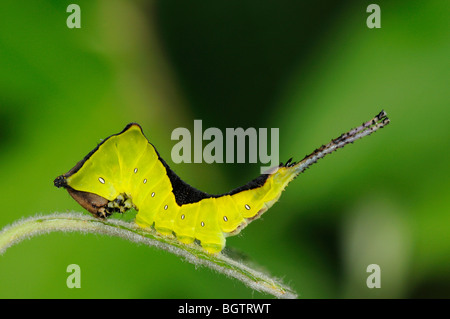 Puss Moth (Cerura vinula) caterpillar, Oxfordshire, Regno Unito. Foto Stock