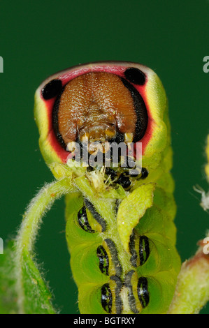 Puss Moth (Cerura vinula) close-up di caterpillar alimentando il salicone, Oxfordshire, Regno Unito. Foto Stock