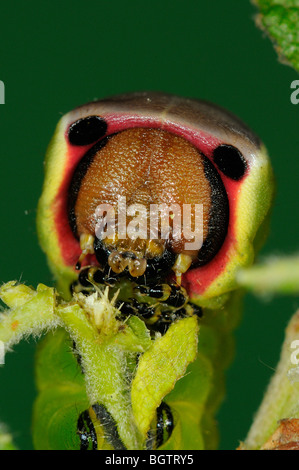 Pus Tarma (Cerura vinula) close-up di caterpillar alimentando il salicone, Oxfordshire, Regno Unito. Foto Stock