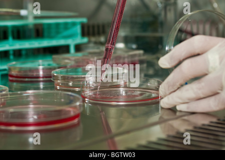 Laboratorio di microbiologia di colture di cellule in piastre di Petri sotto una cappa biologica Foto Stock